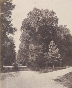 [Incrocio, nella foresta].
