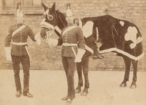 Un cavallo del 3° da Unknown