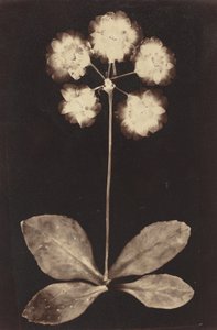 Fotogramma botanico, anni 1860 (foto) da Unknown photographer