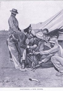 Curare un cavallo malato, da After Pretoria: The Guerilla War pubblicato da Harmsworth Bros Limited