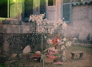 Storia della fotografia: Composizione floreale da Unknown photographer