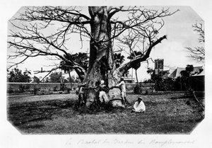 Il baobab del giardino dei pompelmi, Isola Mauritius - in "Ricordo dell