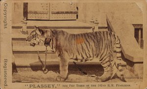 Plassey, la tigre domestica dei Fucilieri Reali di Madras da Unknown photographer