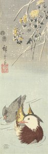 (Crisantemo e anatre mandarino), febbraio 1854