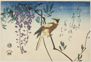 Rigogolo dal collare nero e glicine da Utagawa Hiroshige