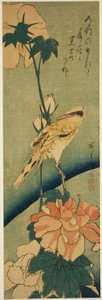 Oriolo dal collare nero su ibisco da Utagawa Hiroshige
