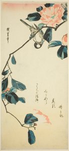 Fringuello su ramo di camelia da Utagawa Hiroshige