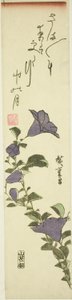 Fiori di campanula cinese