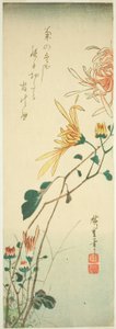 Crisantemi da Utagawa Hiroshige