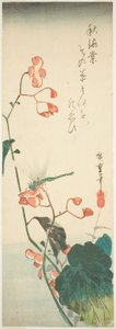 Libellula e begonia da Utagawa Hiroshige