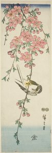 Cinciallegra e fiori di ciliegio da Utagawa Hiroshige