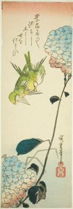 Uccelli verdi e ortensie da Utagawa Hiroshige