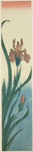 Iris