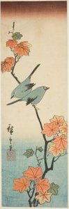 Occhi bianchi giapponesi su un ramo di acero da Utagawa Hiroshige