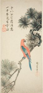 Ara su un Ramo di Pino da Utagawa Hiroshige