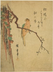 Ara su un albero coperto di edera da Utagawa Hiroshige