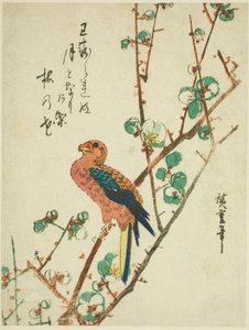 Pappagallo su albero di prugne da Utagawa Hiroshige