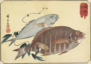 Pesce pappagallo e sgombro, inizio XIX secolo