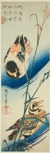 Due anatre che nuotano tra le canne da Utagawa Hiroshige