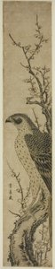 Falco su un ciliegio da Utagawa Toyohiro