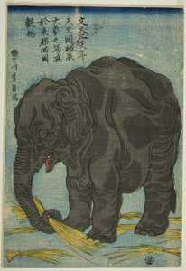 Grande elefante dall