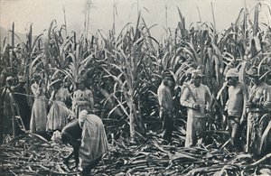 Una piantagione di canna da zucchero, 1916 da Valentine and Sons Ltd