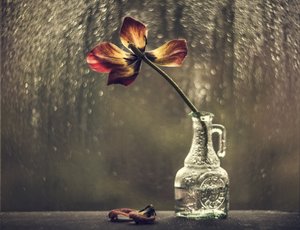Tulipano appassito, finestra sotto la pioggia da Valeriya Tikhonova
