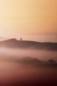Lone Tree Golden Mist da Vanja Tajnsek