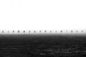 Alberi in un campo nebbioso da Vanja Tajnsek