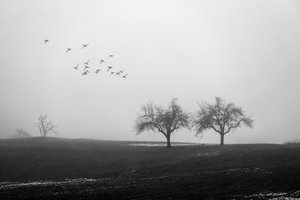 Alberi avvolti nella nebbia e uccelli da Vanja Tajnsek