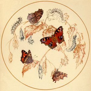 Pavone, farfalle Tortoiseshell e Comma, c. 1930, 1945