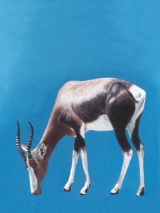Blesbok africano al pascolo
