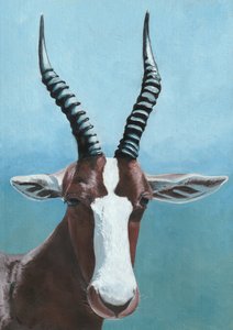 Ritratto di antilope blesbok da Viccy Wanliss