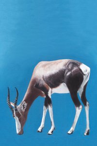 Blesbok al pascolo, blu