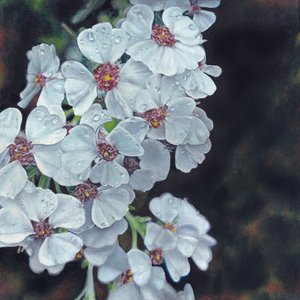 Fiori bianchi bagnati di rugiada da Viccy Wanliss