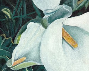 Eleganti gigli bianchi