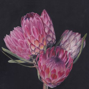 Protee rosa esotiche da Viccy Wanliss