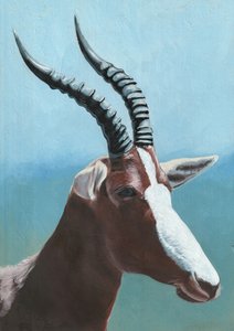 Ritratto di un maestoso blesbok da Viccy Wanliss