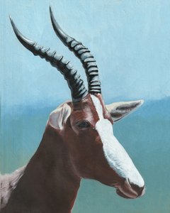 Ritratto di un maestoso blesbok