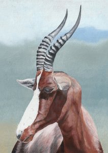 Lo sguardo sereno del blesbok da Viccy Wanliss