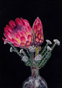 Protea e Blombos di Viccy Wanliss da Viccy Wanliss