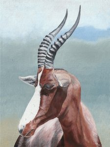 Ritratto di un blesbok sereno