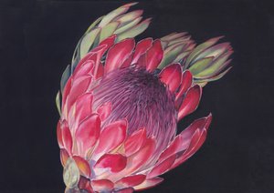 Protea reale dai colori vivaci