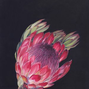 Protea rosa vivace da Viccy Wanliss