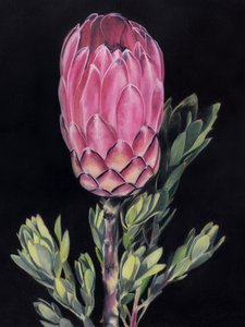 Protea rosa vivace da Viccy Wanliss