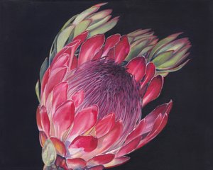 Una protea in piena fioritura