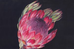 Una protea in piena fioritura da Viccy Wanliss