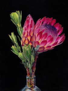Fioriture vivaci di protea da Viccy Wanliss