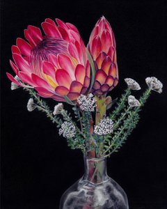 Fioriture vivaci di protea