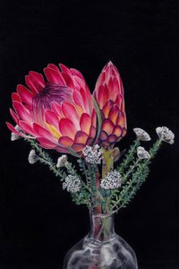 Fioriture vivaci di protea